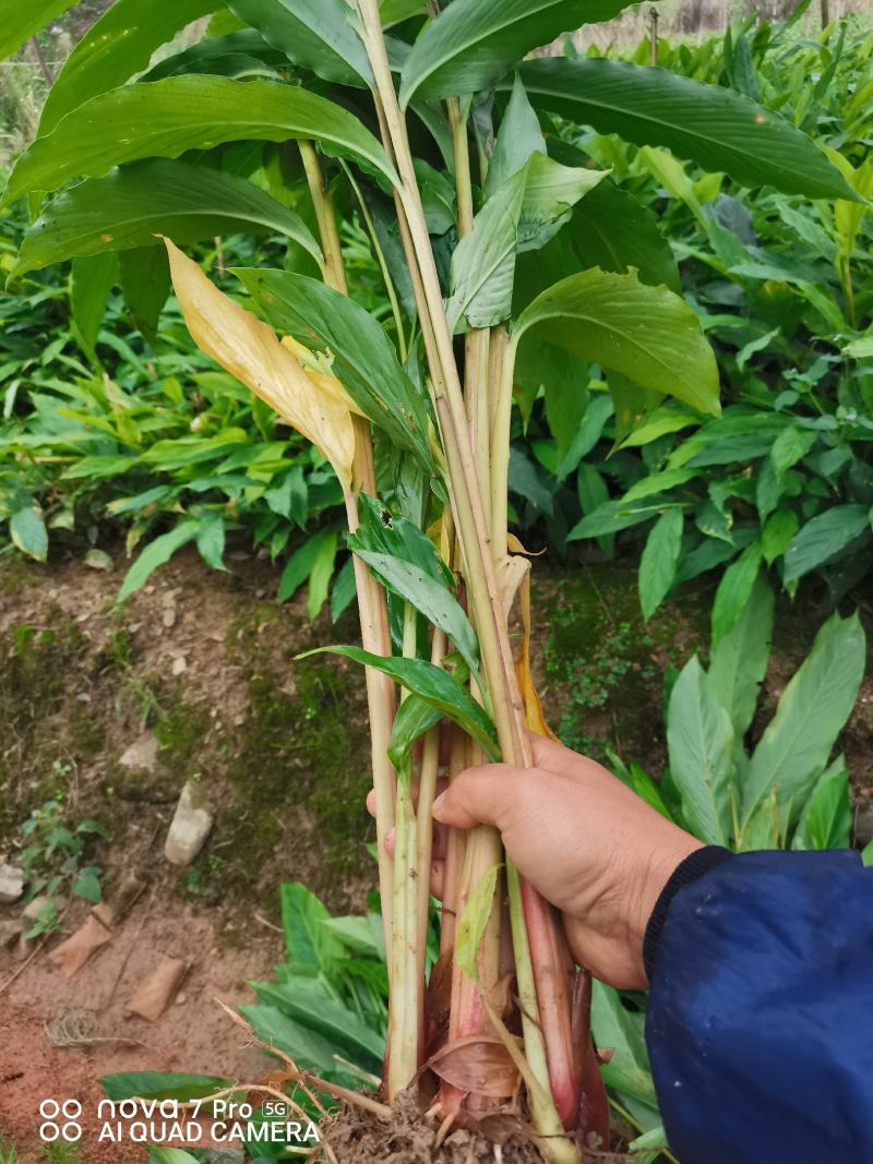 大量批发优质草果苗，一收货源自产自销