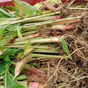 大量批发优质草果苗，一收货源自产自销