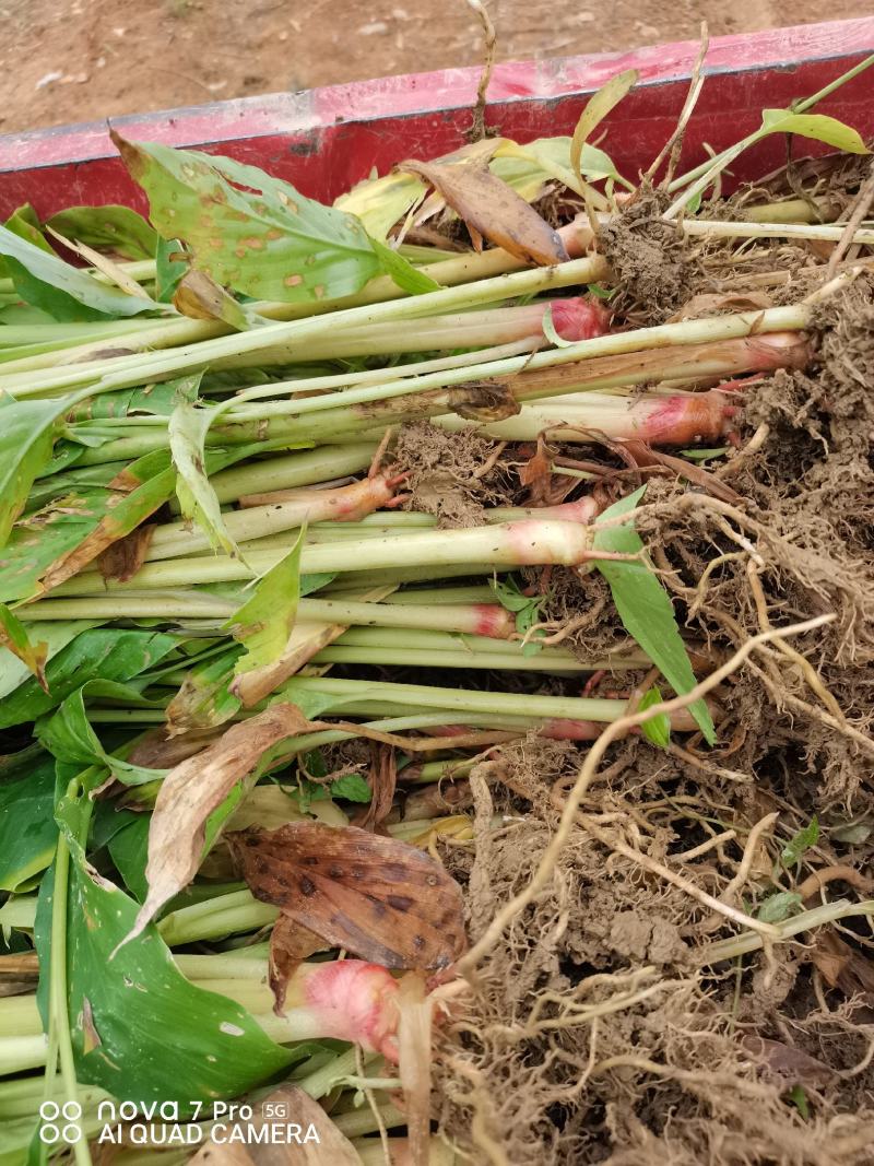 大量批发优质草果苗，一收货源自产自销