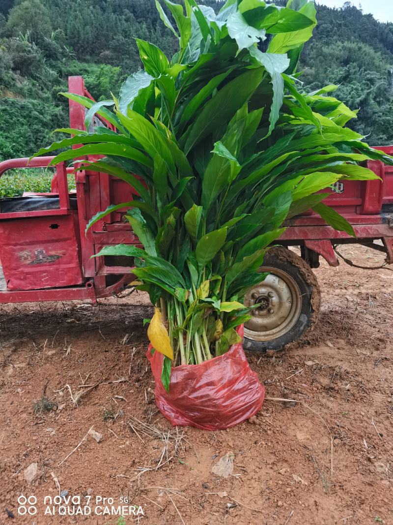 大量批发优质草果苗，一收货源自产自销