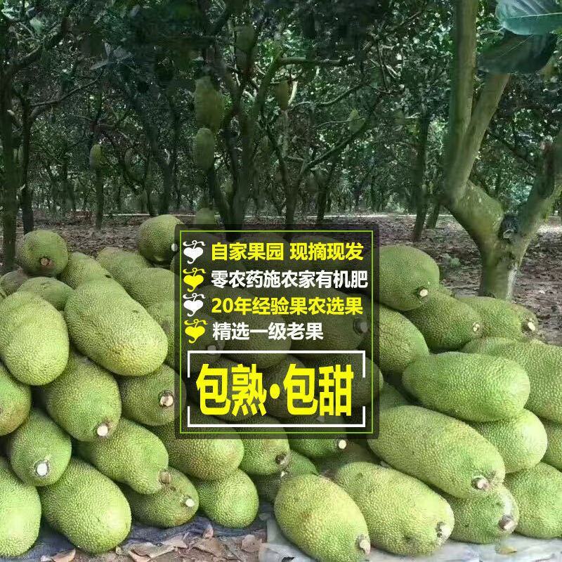 菠萝蜜，广东精品菠萝蜜，产地直发，质量保证，全国发货