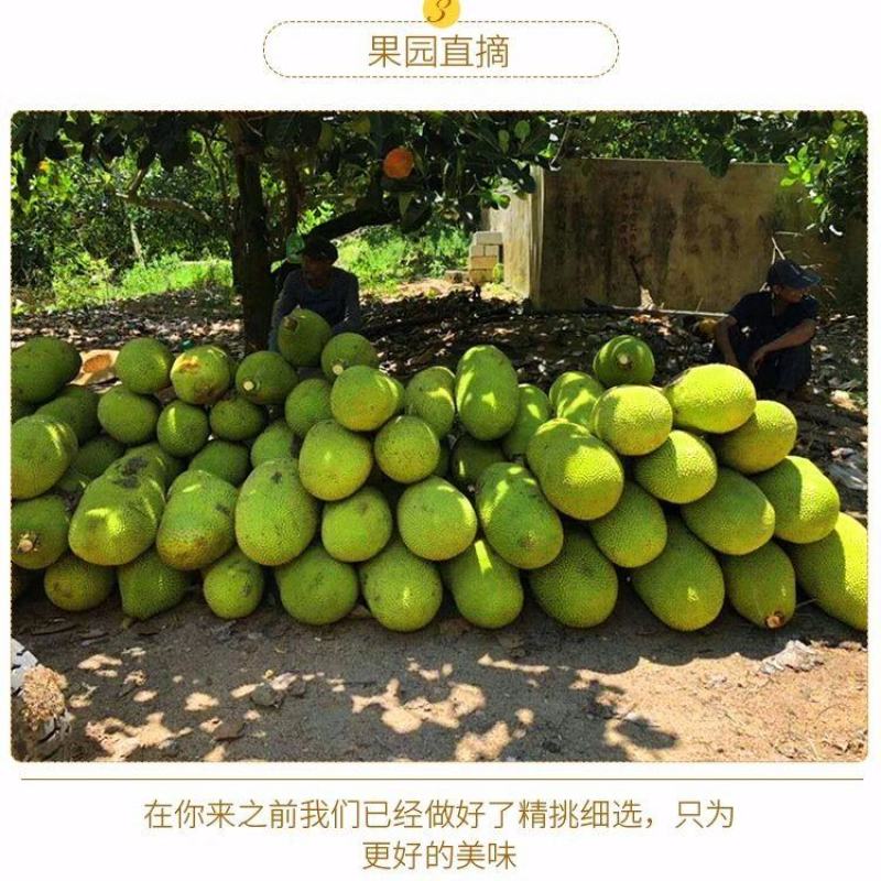 菠萝蜜，广东精品菠萝蜜，产地直发，质量保证，全国发货