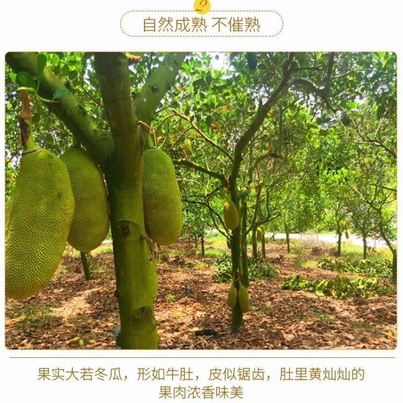 菠萝蜜，广东精品菠萝蜜，产地直发，质量保证，全国发货