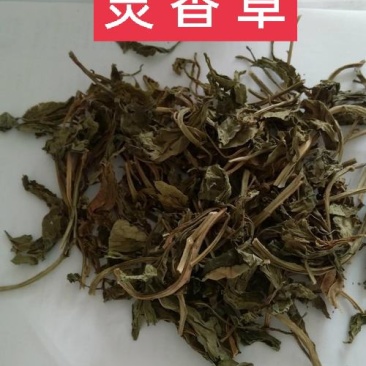 灵香草，灵灵香，香草钓鱼必备，经营各种中药材欢迎咨询选购