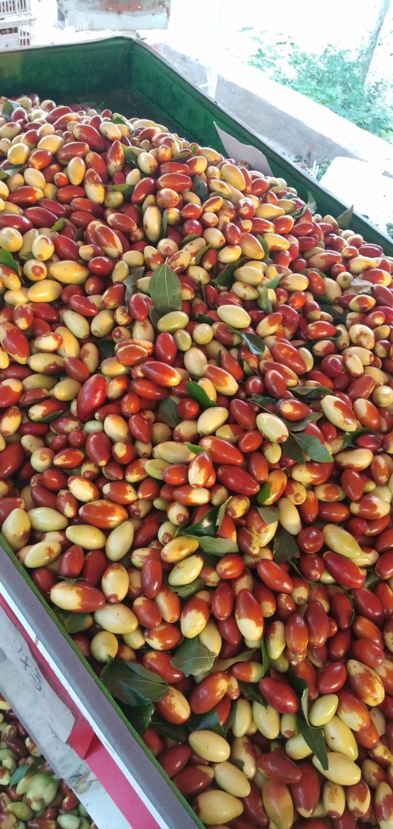 马牙枣