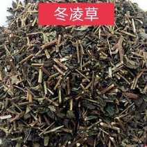 冬凌草，正品冬凌草，干净无杂！欢迎咨询选购！