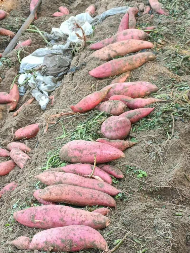 石家庄红薯产地货源充足，寻求电商批发商，零售商