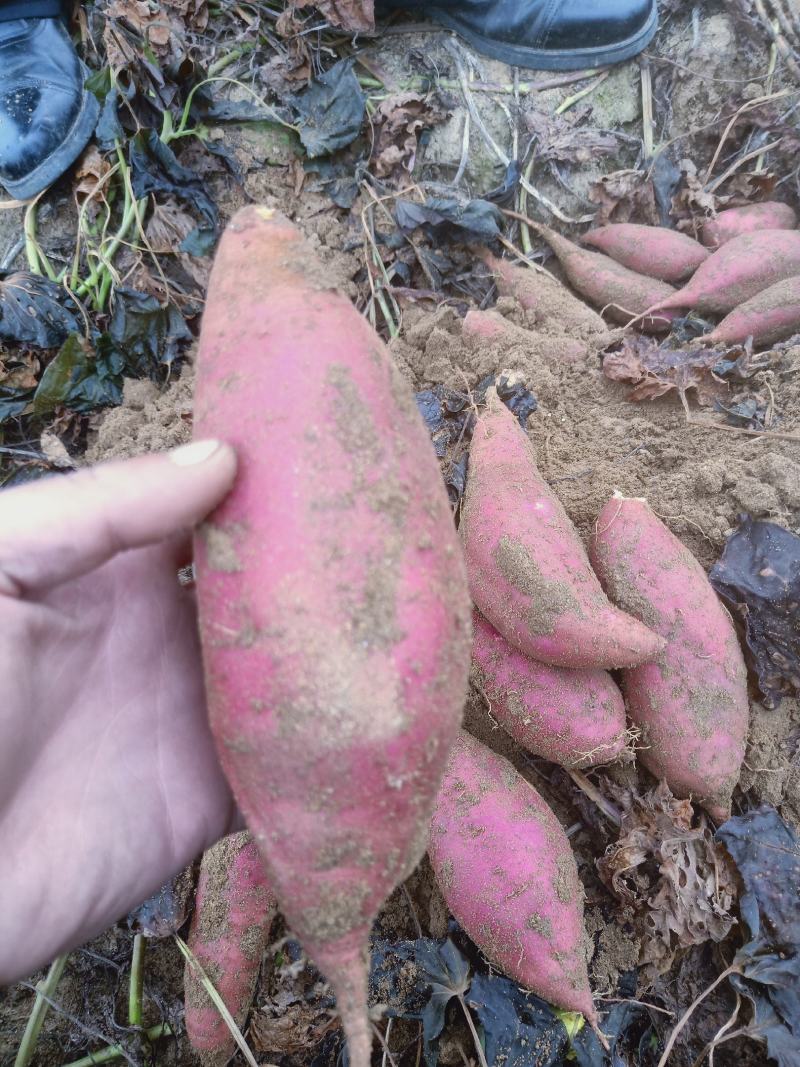石家庄红薯产地货源充足，寻求电商批发商，零售商