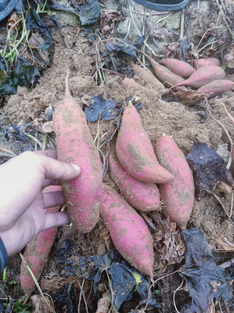 石家庄红薯产地货源充足，寻求电商批发商，零售商