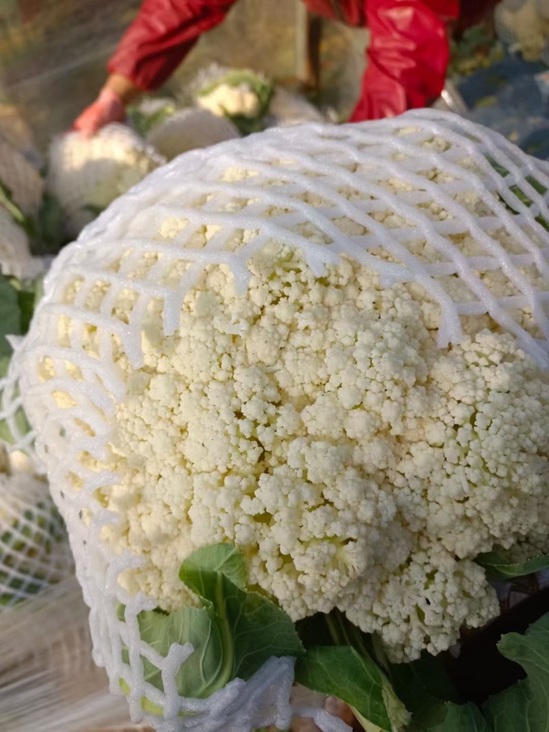 精品有机菜花大量上市品质保证一手货源欢迎联系