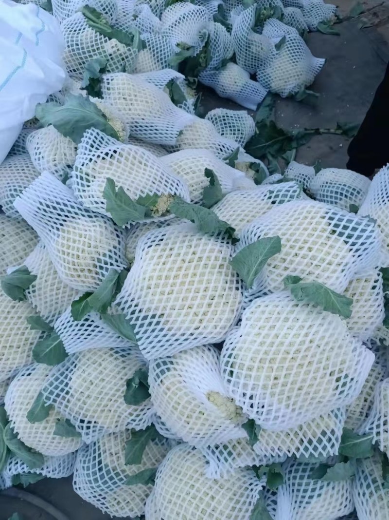 精品有机菜花大量上市品质保证一手货源欢迎联系