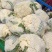 精品有机菜花大量上市品质保证一手货源欢迎联系