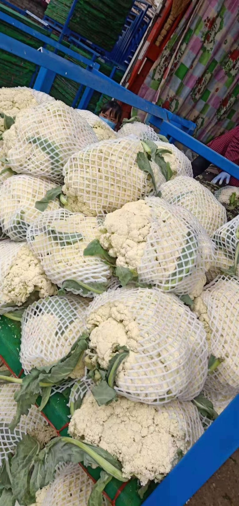 精品有机菜花大量上市品质保证一手货源欢迎联系
