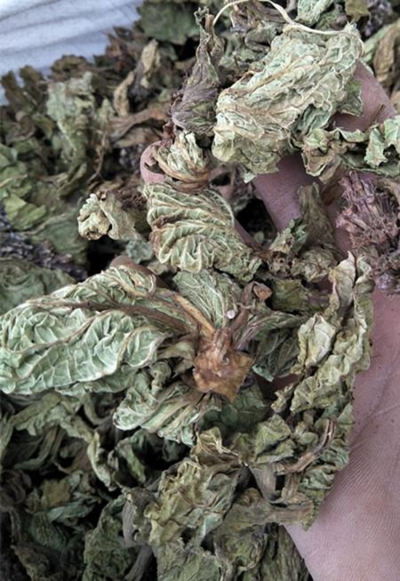 独一味，独一味叶野生新货质量保证，欢迎咨询选购！