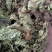 独一味，独一味叶野生新货质量保证，欢迎咨询选购！