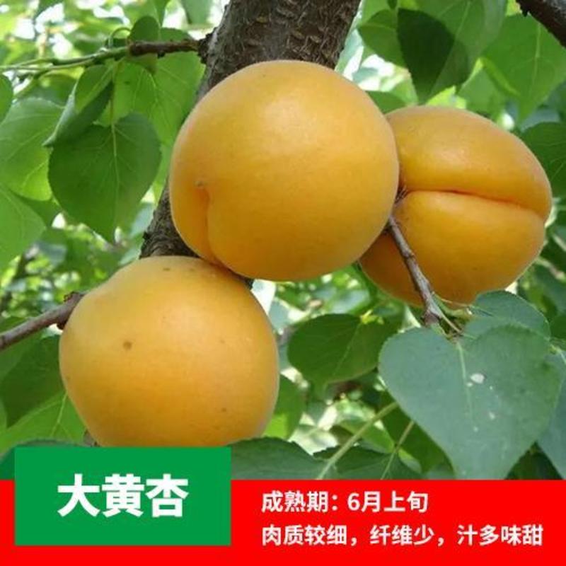 杏树苗金太阳/贵妃杏/珍珠油杏/荷兰香密杏苗品种齐全