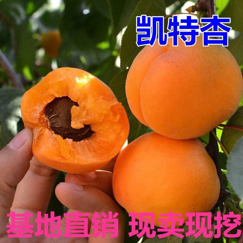 杏树苗金太阳/贵妃杏/珍珠油杏/荷兰香密杏苗品种齐全