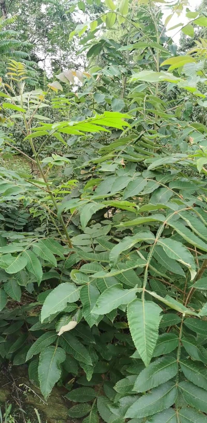 种苗，五倍子苗，五倍子树苗，盐肤木苗，绿化苗.便宜苗，