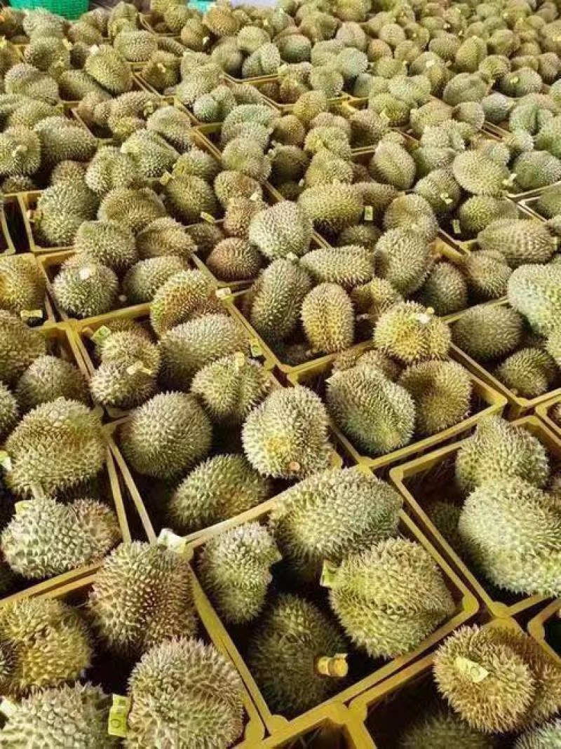 金枕榴莲一级金枕榴莲3.2斤果肉顺丰快递包邮到家