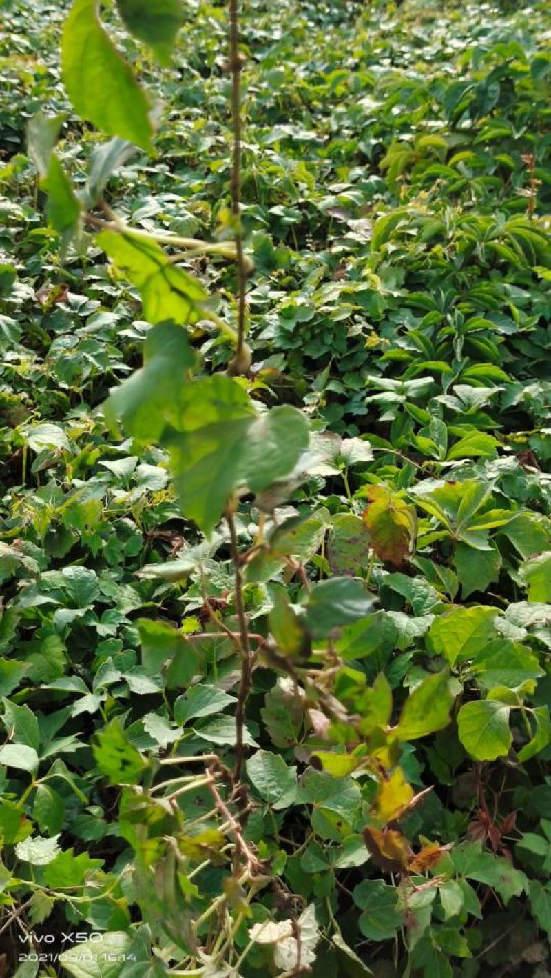 爬山虎基地直销常年销售各种绿化苗木