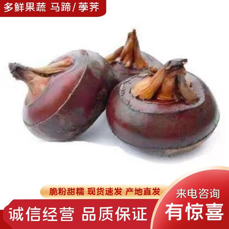 精品马蹄/荸荠/一手货源/口感甜/提供水洗/承接各大平台