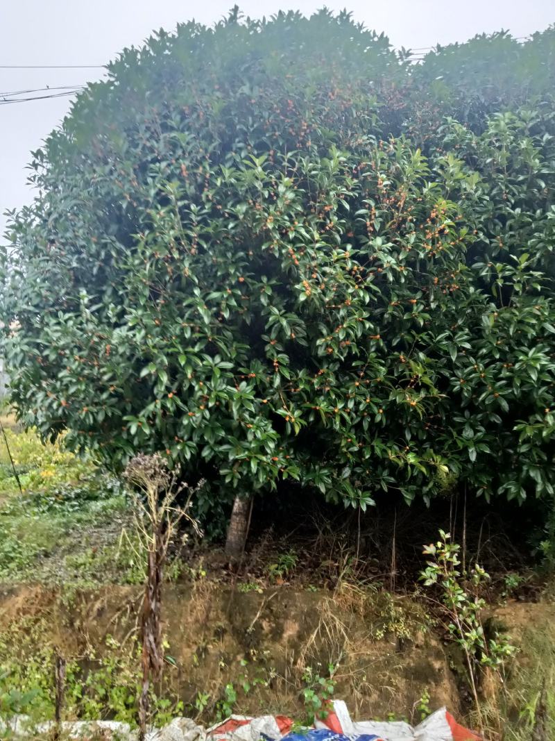 售占地修剪过的桂花树