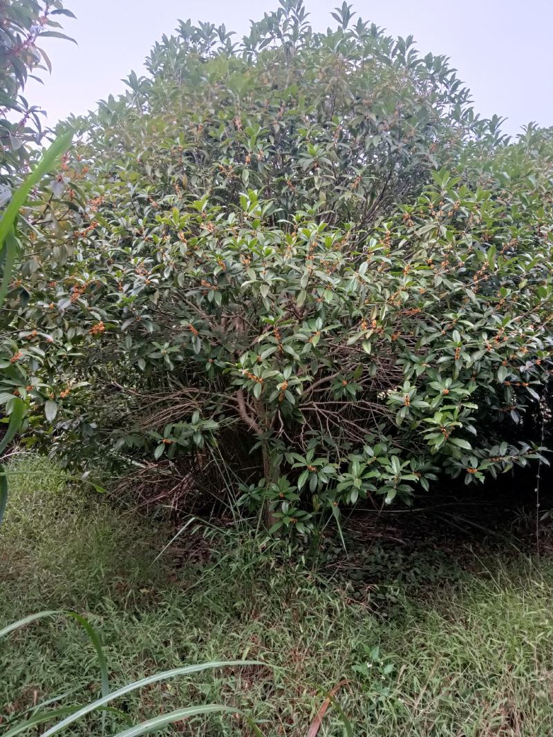 售占地修剪过的桂花树