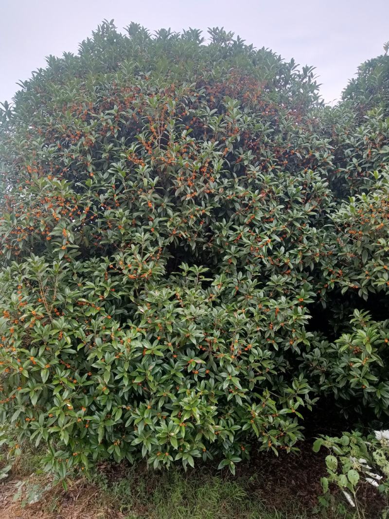 售占地修剪过的桂花树