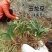 新采麦冬草