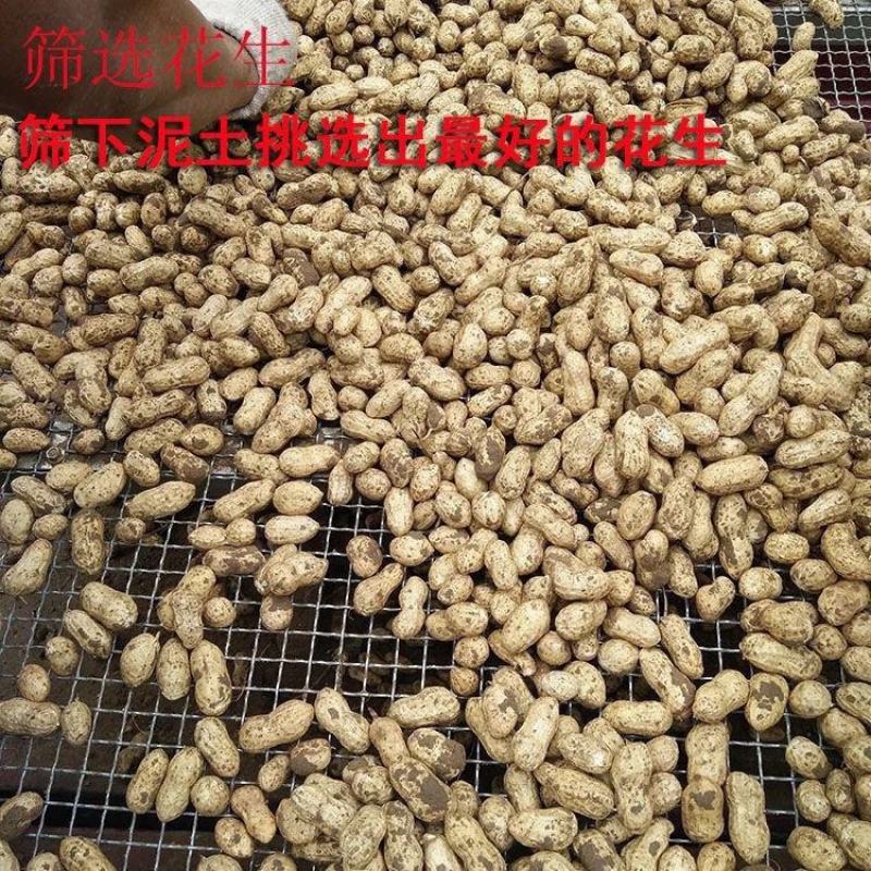 【精选】2025河南新鲜干湿春播花生带壳花生产地直发