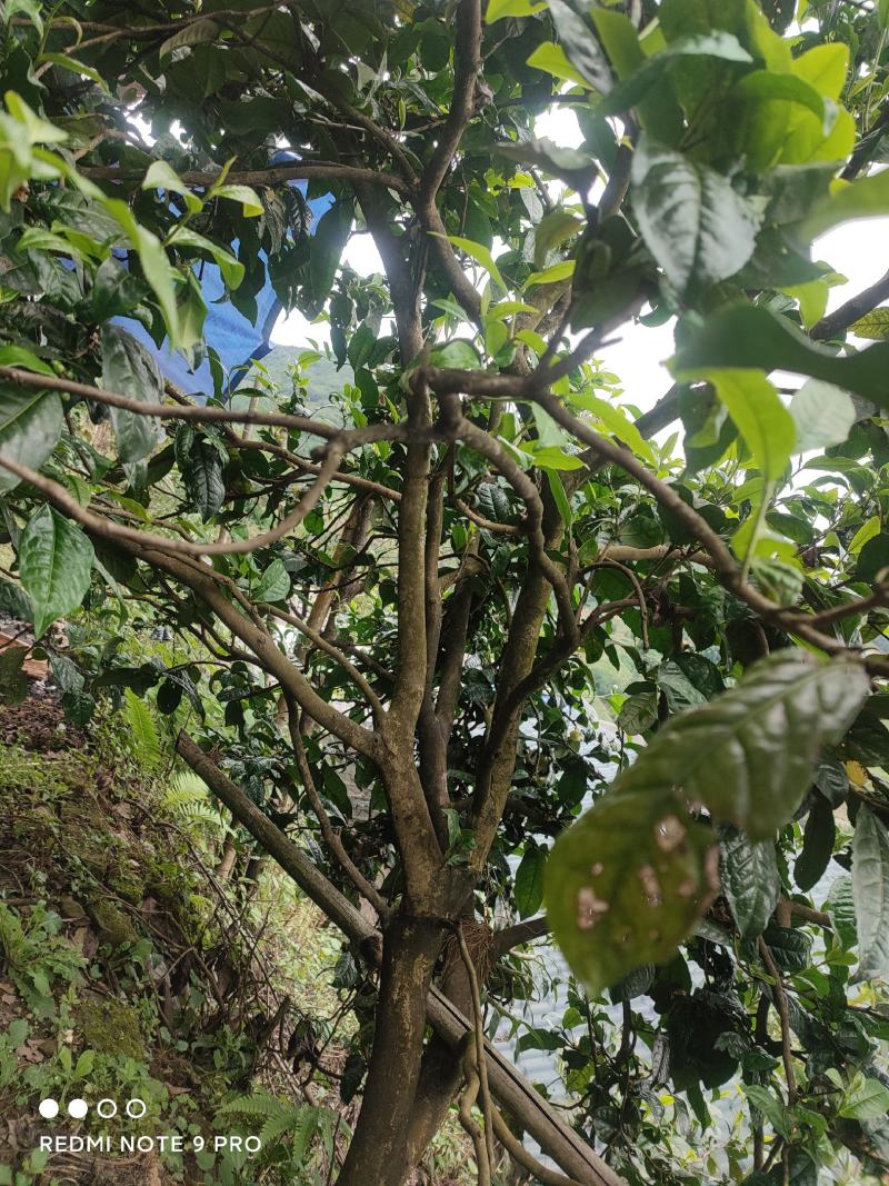 普洱茶老树茶，勐库老树茶