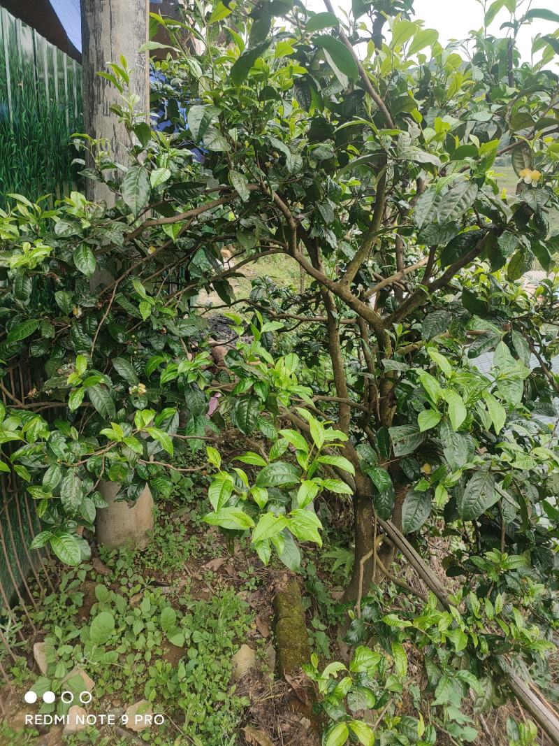 普洱茶老树茶，勐库老树茶