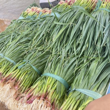 蒜苗红梗白梗