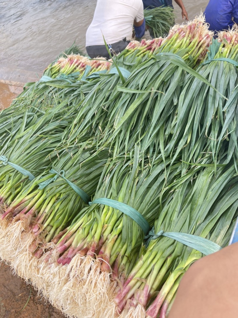 蒜苗红梗白梗