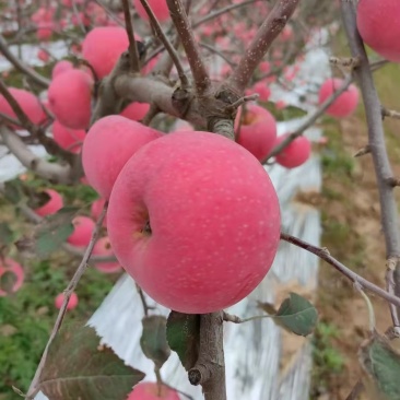 陕西片红纸袋富士苹果，已上市，颜色鲜艳脆甜爽口