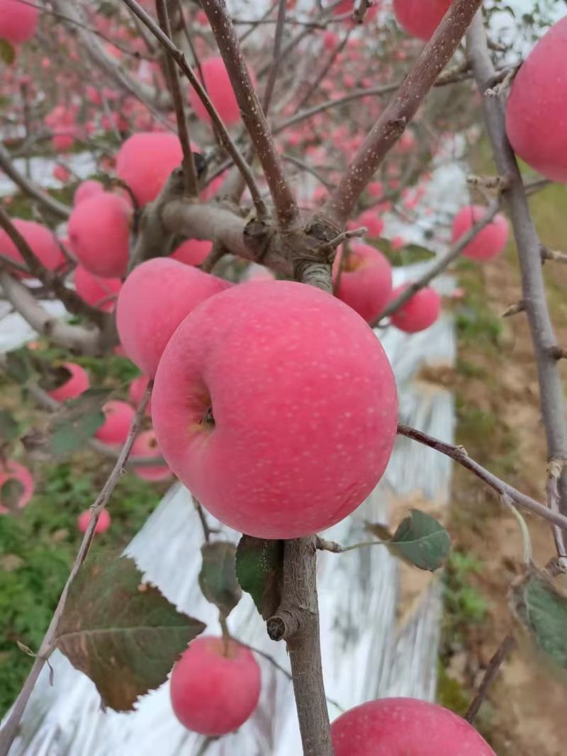陕西片红纸袋富士苹果，已上市，颜色鲜艳脆甜爽口