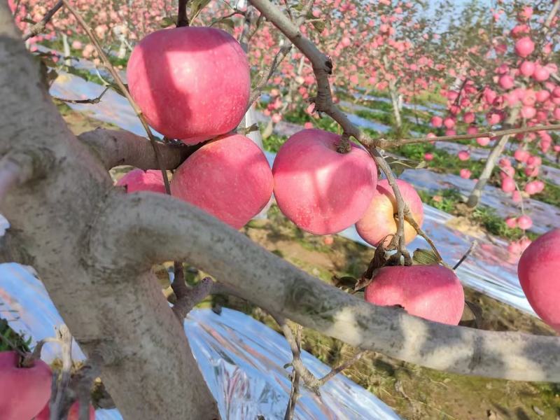 陕西片红纸袋富士苹果，已上市，颜色鲜艳脆甜爽口