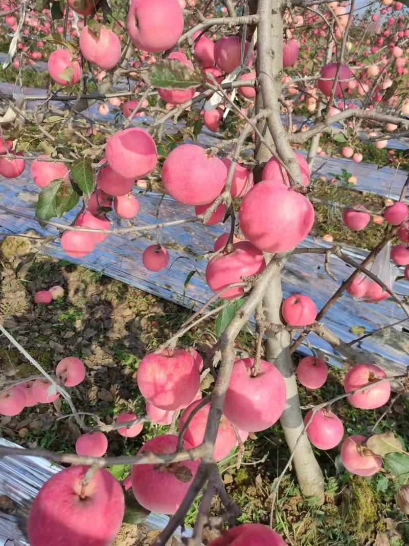 陕西片红纸袋富士苹果，已上市，颜色鲜艳脆甜爽口