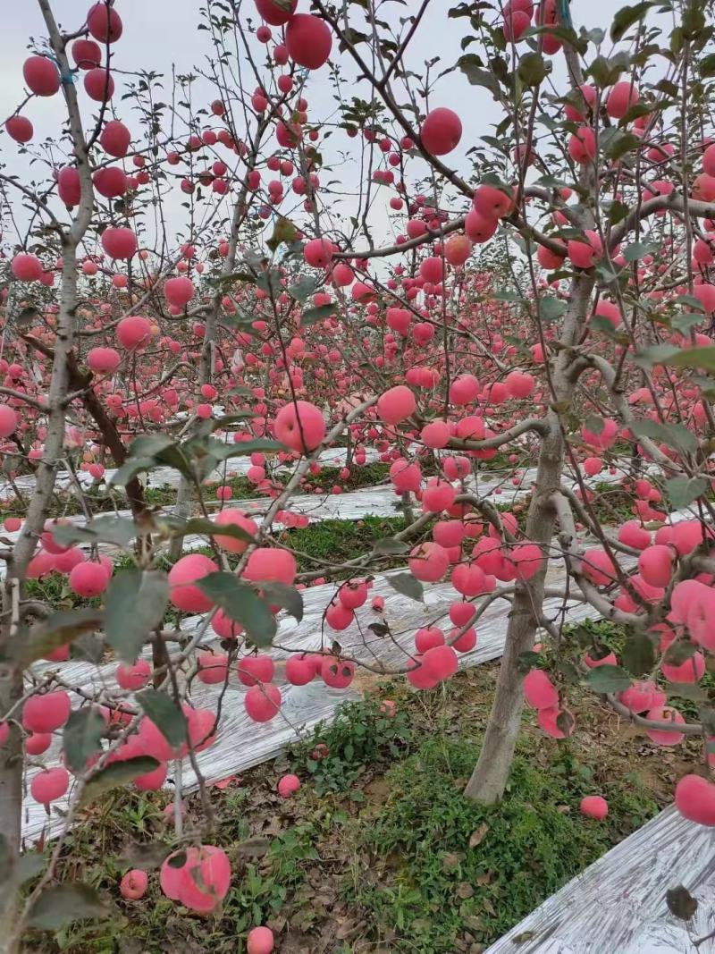 陕西片红纸袋富士苹果，已上市，颜色鲜艳脆甜爽口