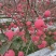 陕西片红纸袋富士苹果，已上市，颜色鲜艳脆甜爽口