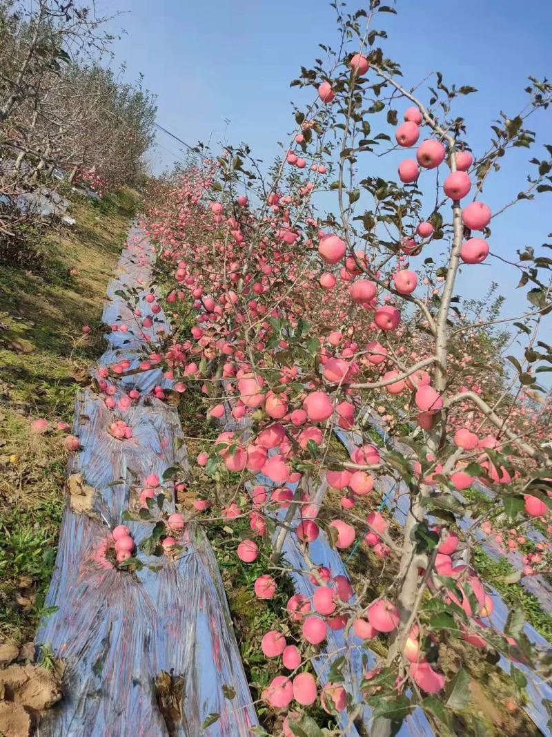 陕西片红纸袋富士苹果，已上市，颜色鲜艳脆甜爽口