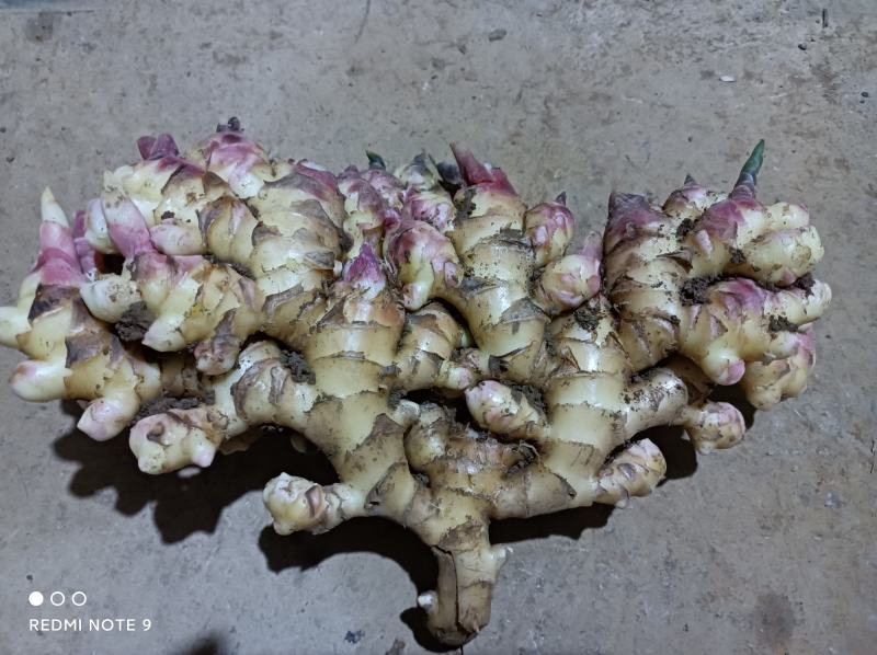 贵州精品二黄姜，大量销售，价格又美丽，有需要的老板就联系