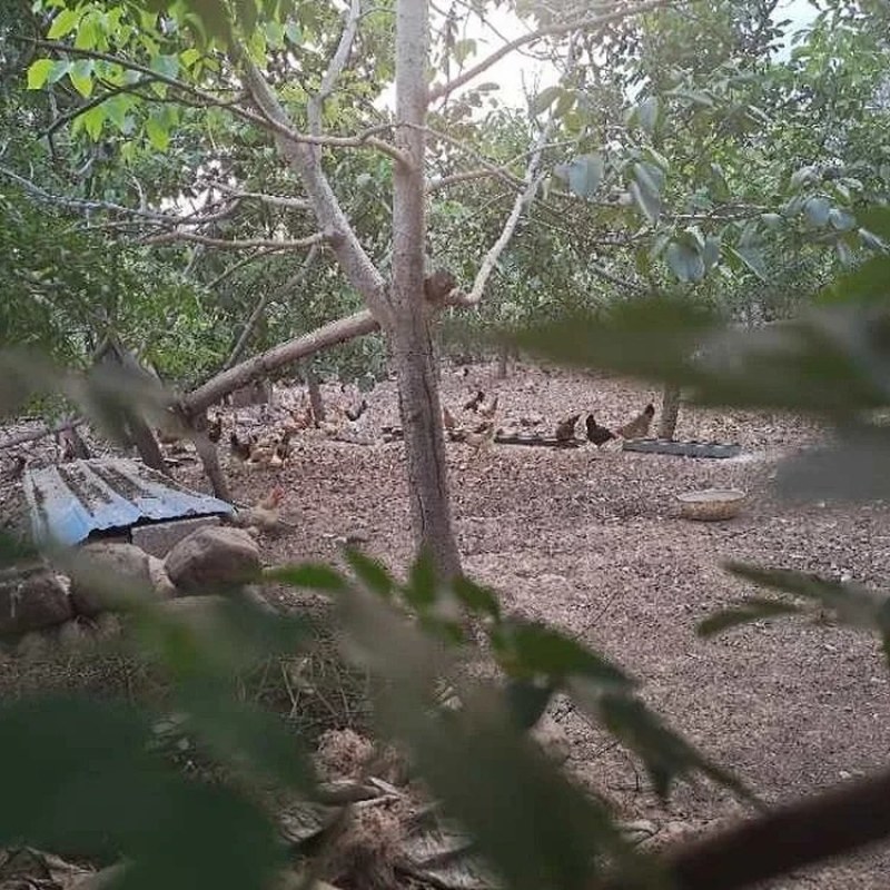 七彩土鸡蛋河南特产新鲜农家散养草鸡蛋柴鸡蛋虫草蛋笨鸡