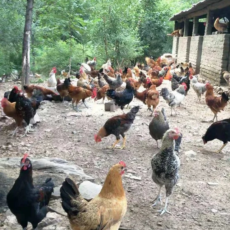 七彩土鸡蛋河南特产新鲜农家散养草鸡蛋柴鸡蛋虫草蛋笨鸡