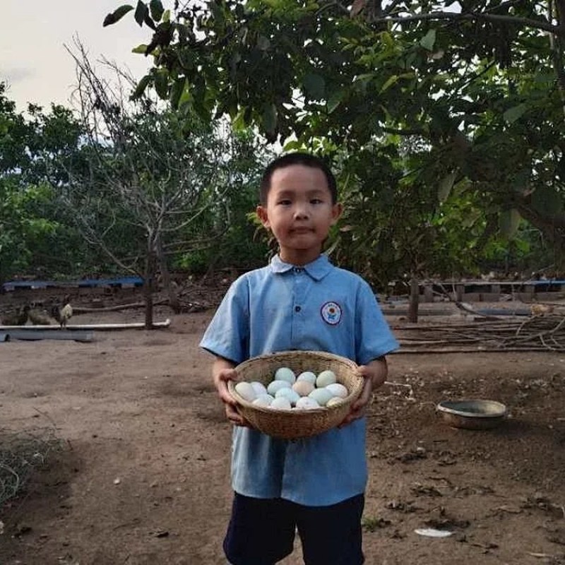七彩土鸡蛋河南特产新鲜农家散养草鸡蛋柴鸡蛋虫草蛋笨鸡