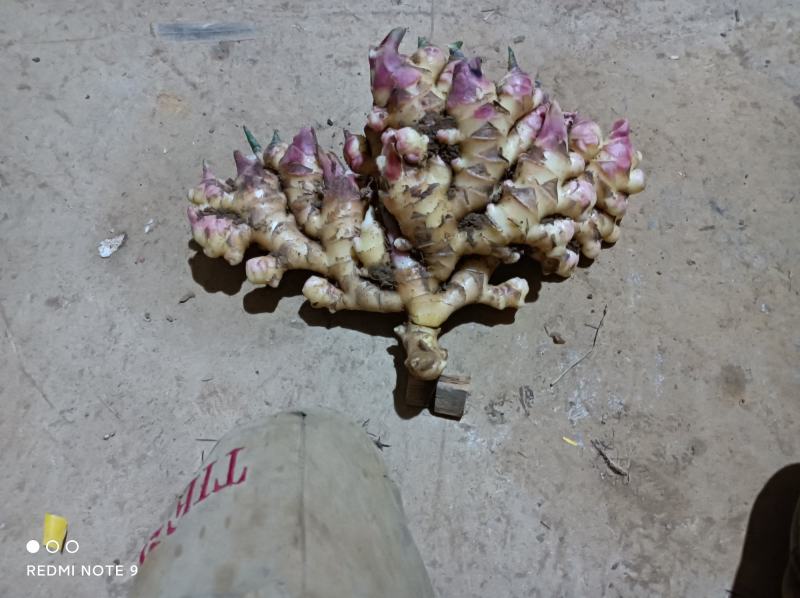 贵州精品二黄姜，大量销售，价格又美丽，有需要的老板就联系