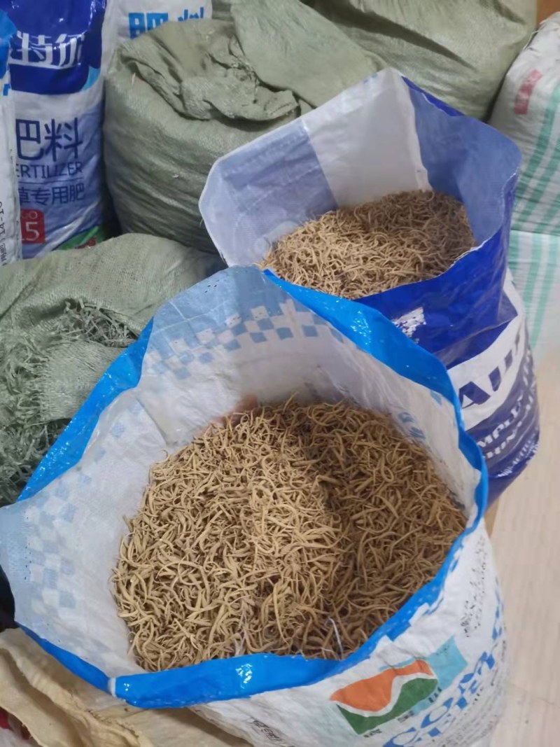 太子参