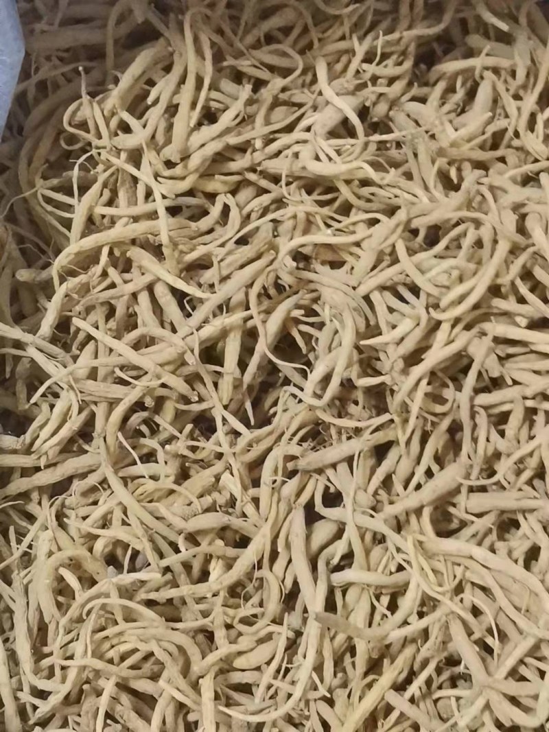 太子参
