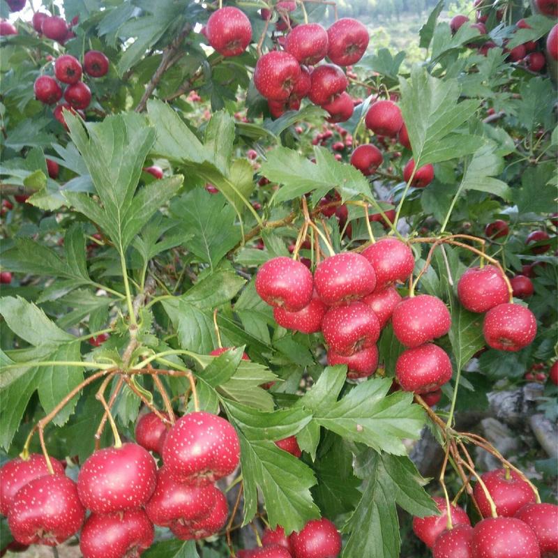 精品甜红子山楂供应，原产地直发，口感甜颜色好，优质山楂果
