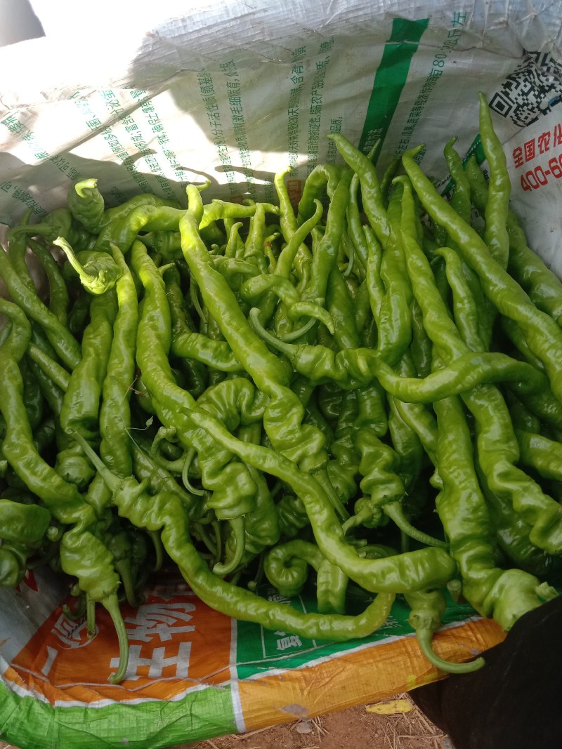 鲜辣椒